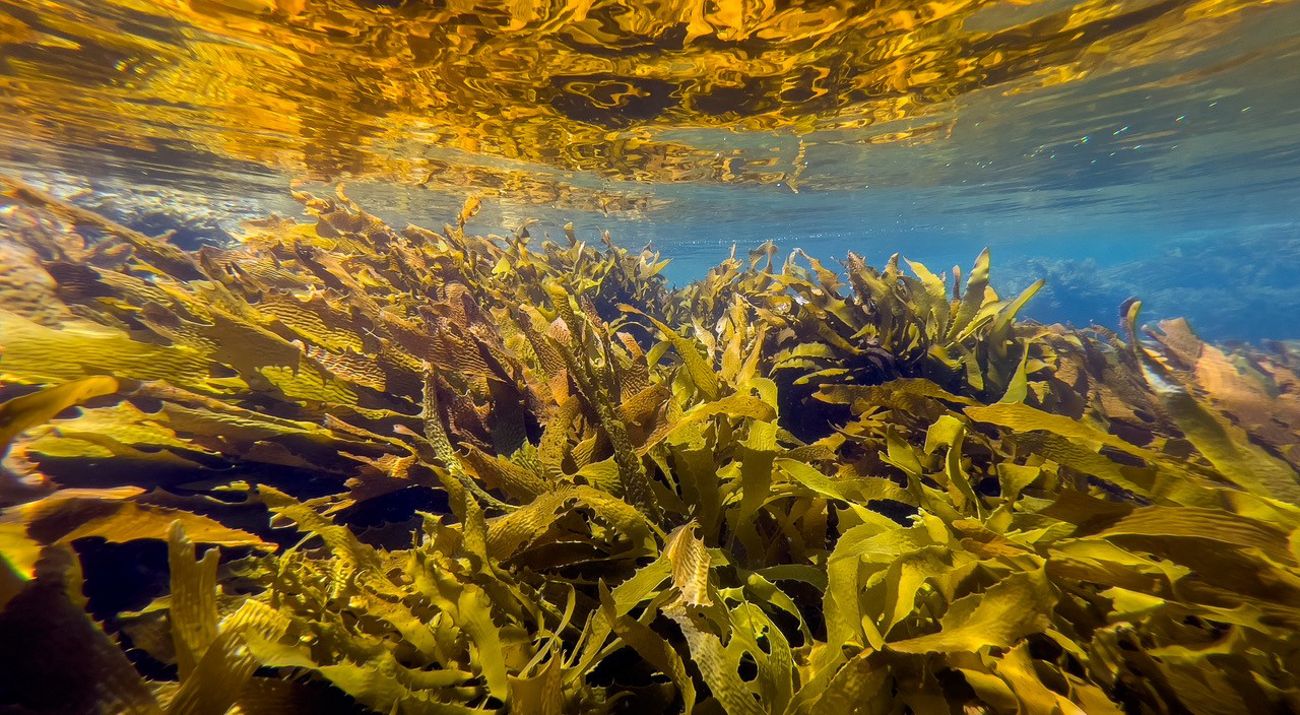 Golden Kelp Forest