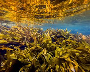 Golden Kelp in Port Phillip Bay