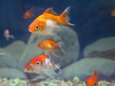in an aquarium
