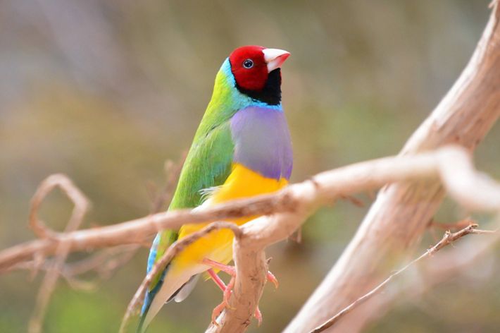 Gouldian Finches