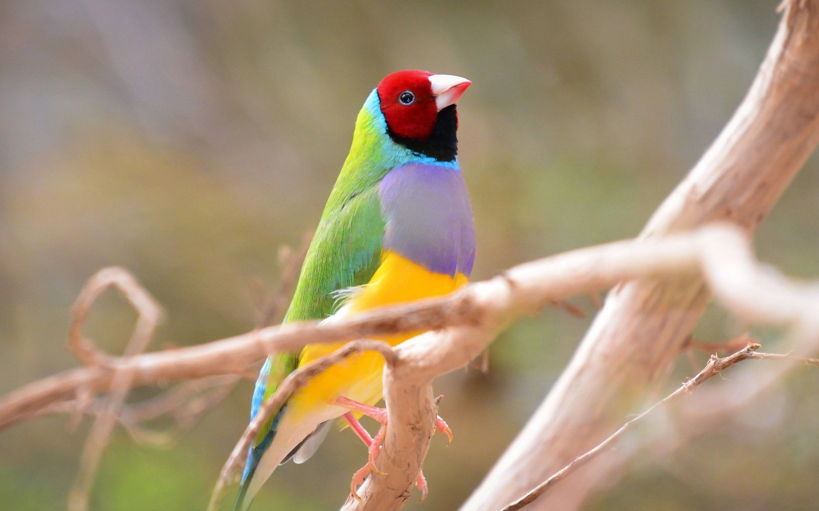 The Gouldian Finch is native to Australia. © Sompreaw
