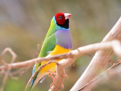 is native to Australia.