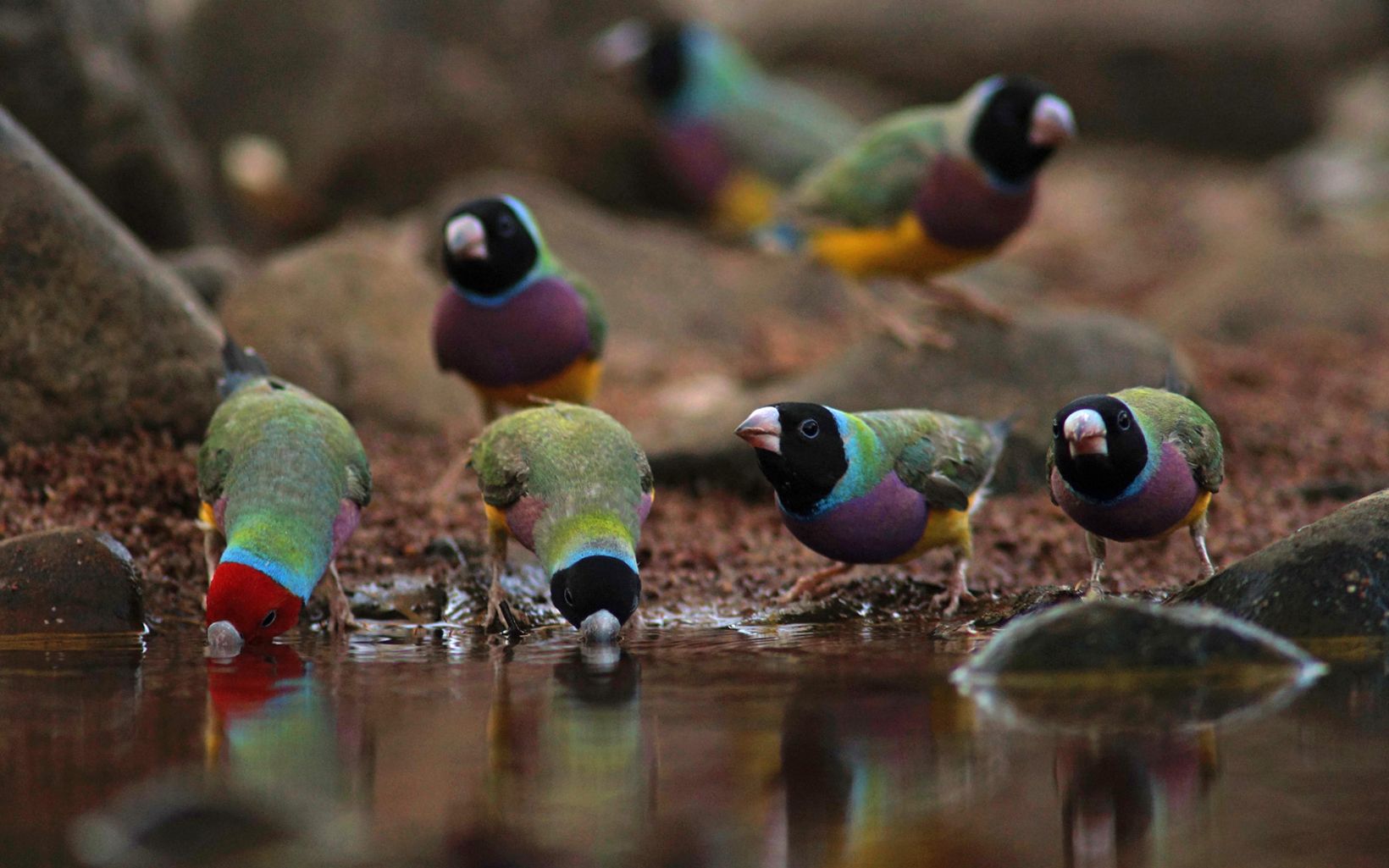 Gouldian Finches at a waterhole in Australia © Vincent Antony