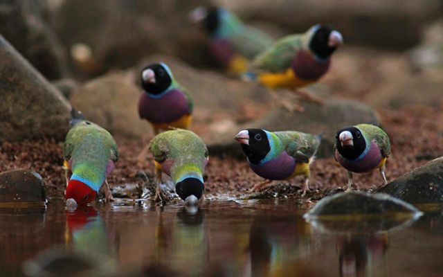 Several Gouldian finches gather and drink water at a watering hole.