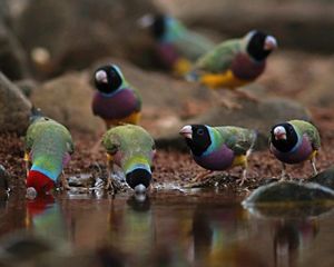 Gouldian Finches at a waterhole