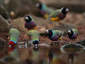 Gouldian Finches at a waterhole