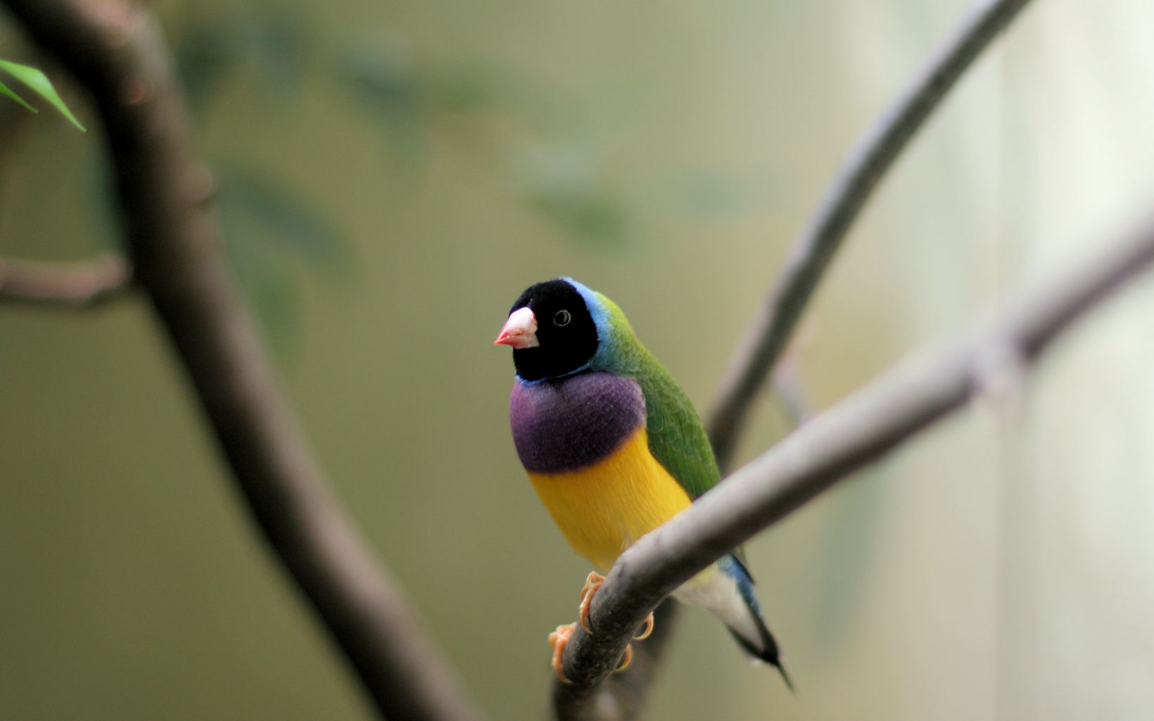 Gouldian Finch (male) or the Rainbow Finch, is a colourful passerine bird native to Australia. © Jürgen Schiller-García, Wikimedia Commons
