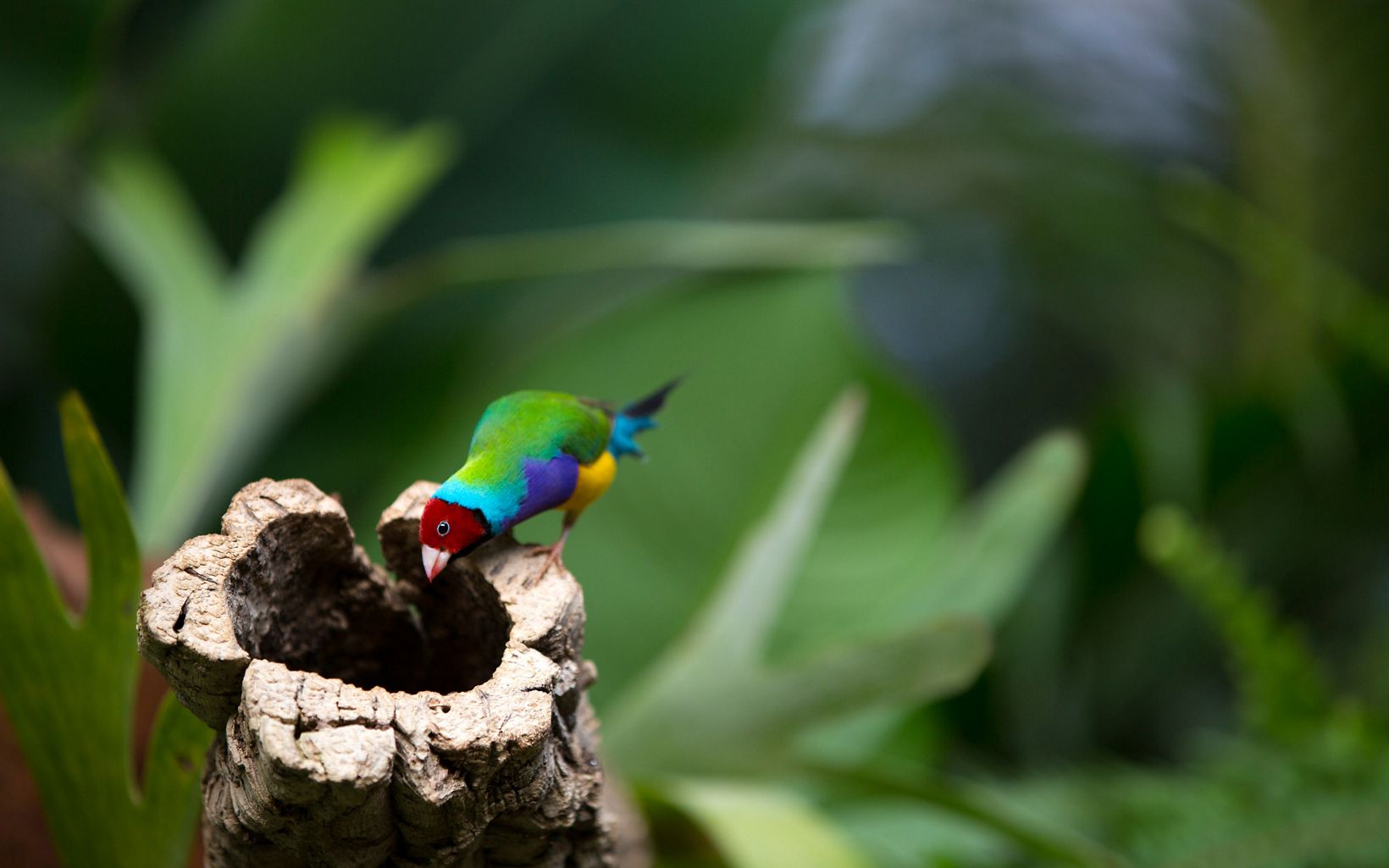 or the rainbow finch, is a colourful passerine bird native to Australia.