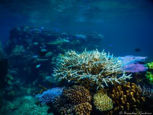 Exploring The Wonders Of The Great Barrier Reef In Australia: A Top 100 ...