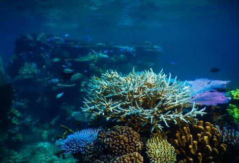 Great Barrier Reef