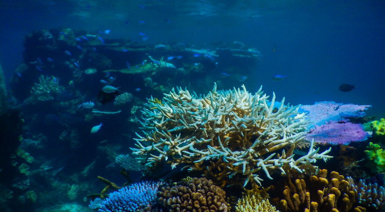 coral reef