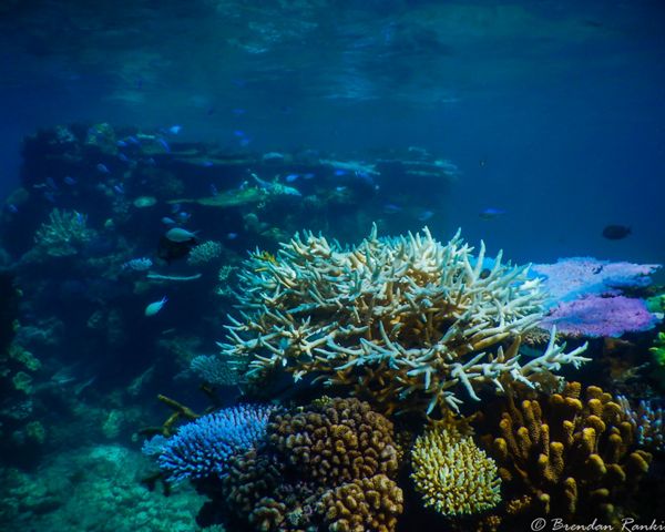 Great Barrier Reef