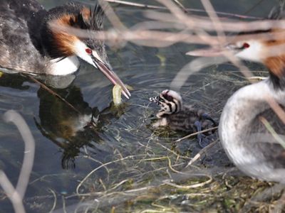 family at feeding time