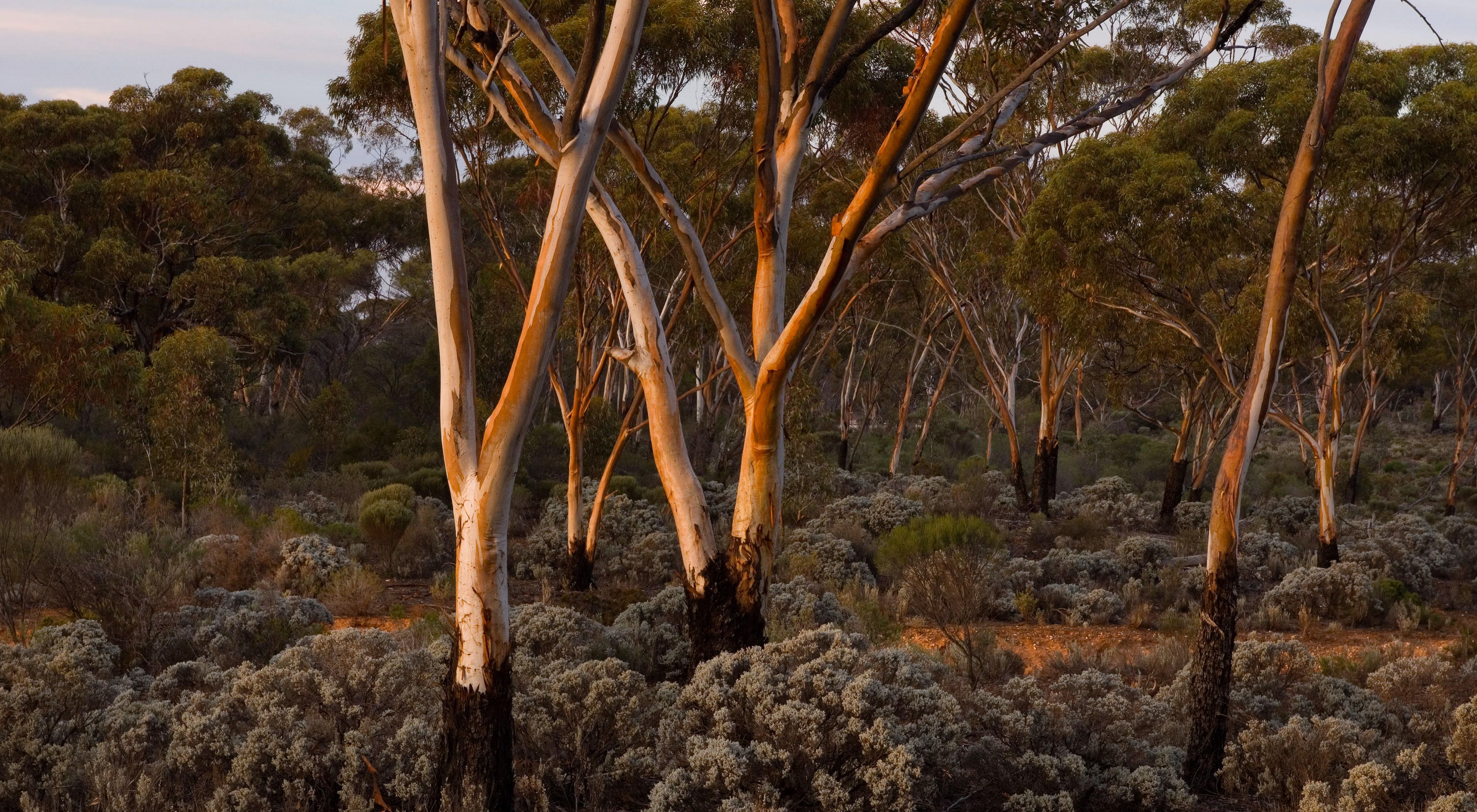 Sunrise light on Eucalypt (gum) forest near the mining town of Norseman, in the Great Western Woodlands of Western Australia. 