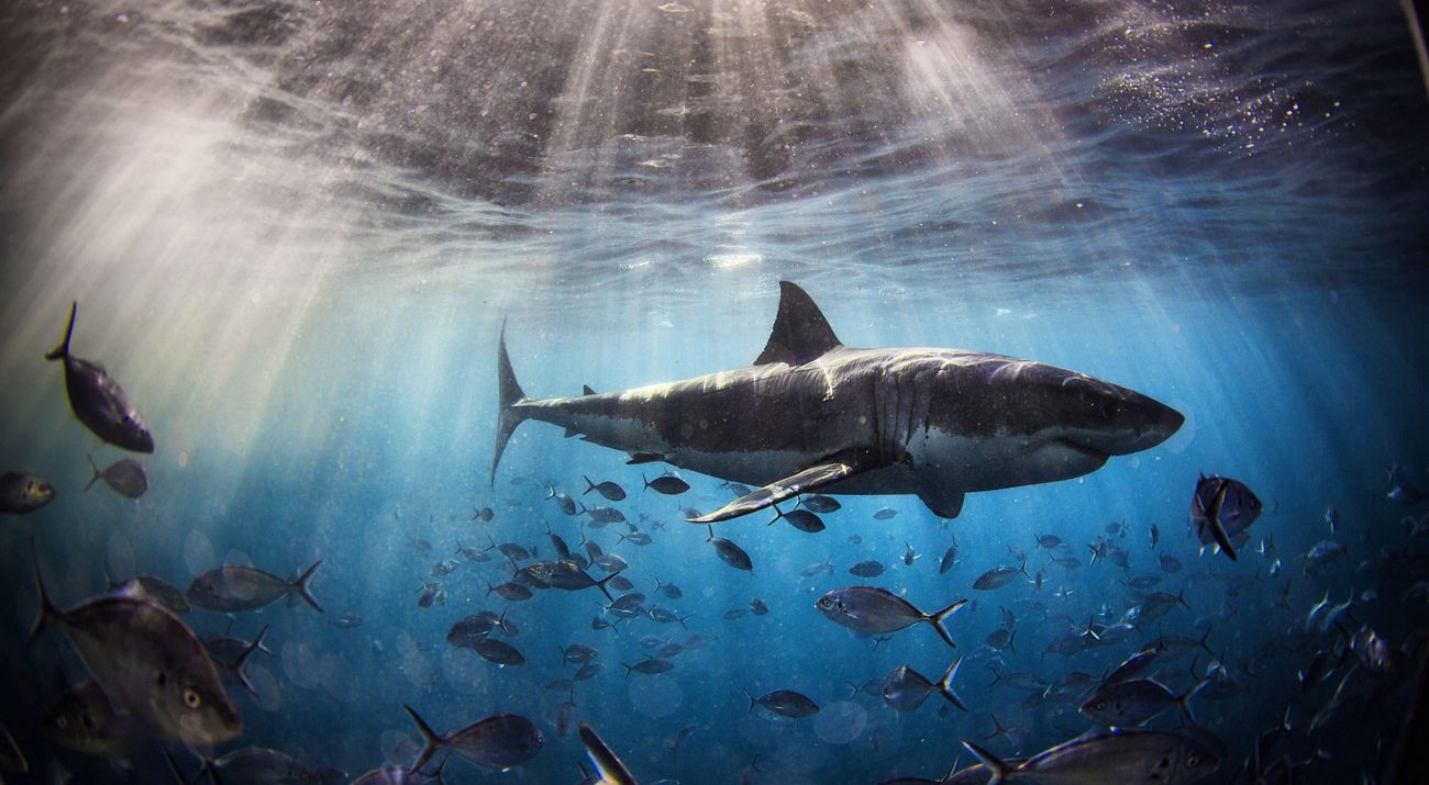 Great White Shark