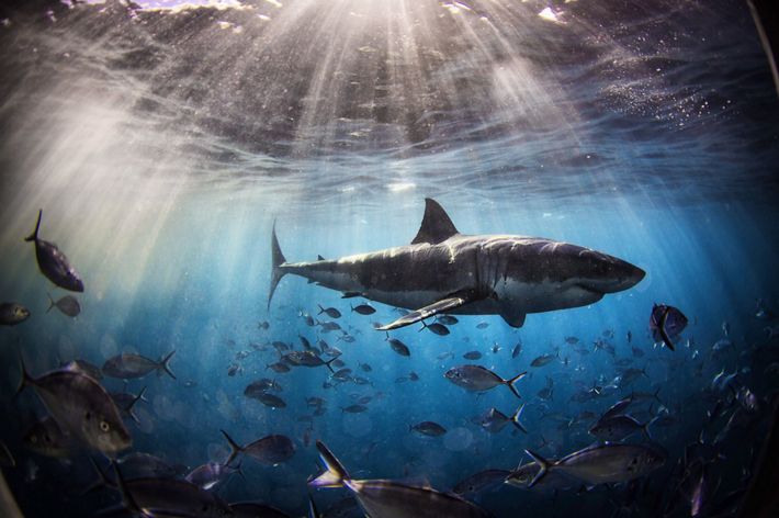 Great White Shark