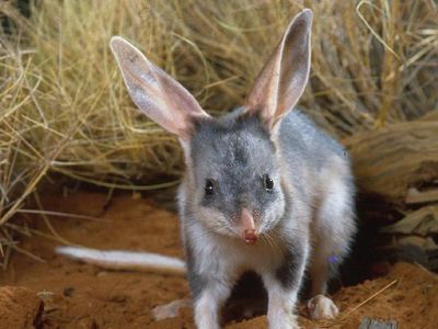 Habitat destruction, introduced species and urban development threaten the survival of the bilby