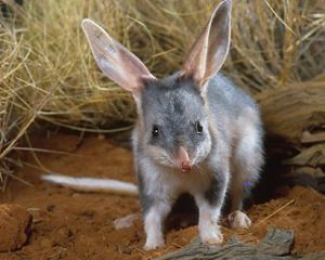 Greater Bilby