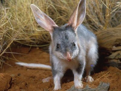 Habitat destruction, introduced species and urban development threaten the survival of the bilby
