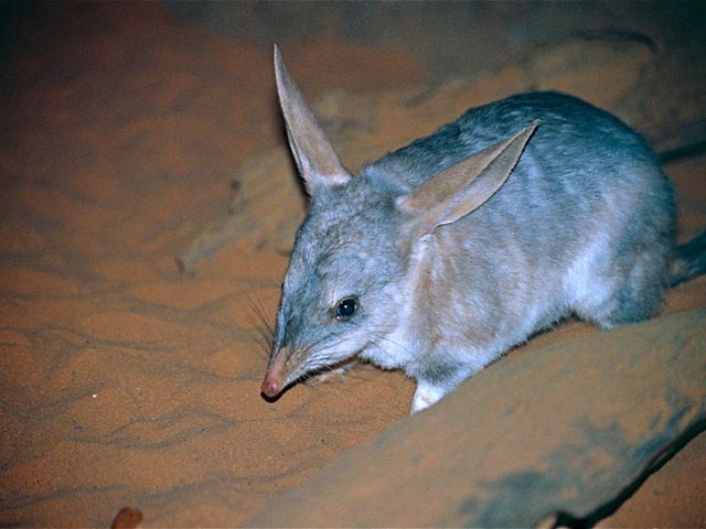 is an icon of the sandy deserts of the outback.