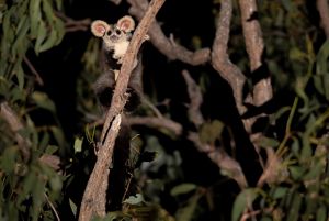 Greater Glider