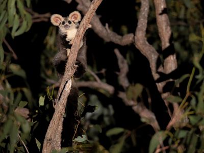 during Australia's 2019/2020 mega bushfires alone 30% of their habitat was destroyed