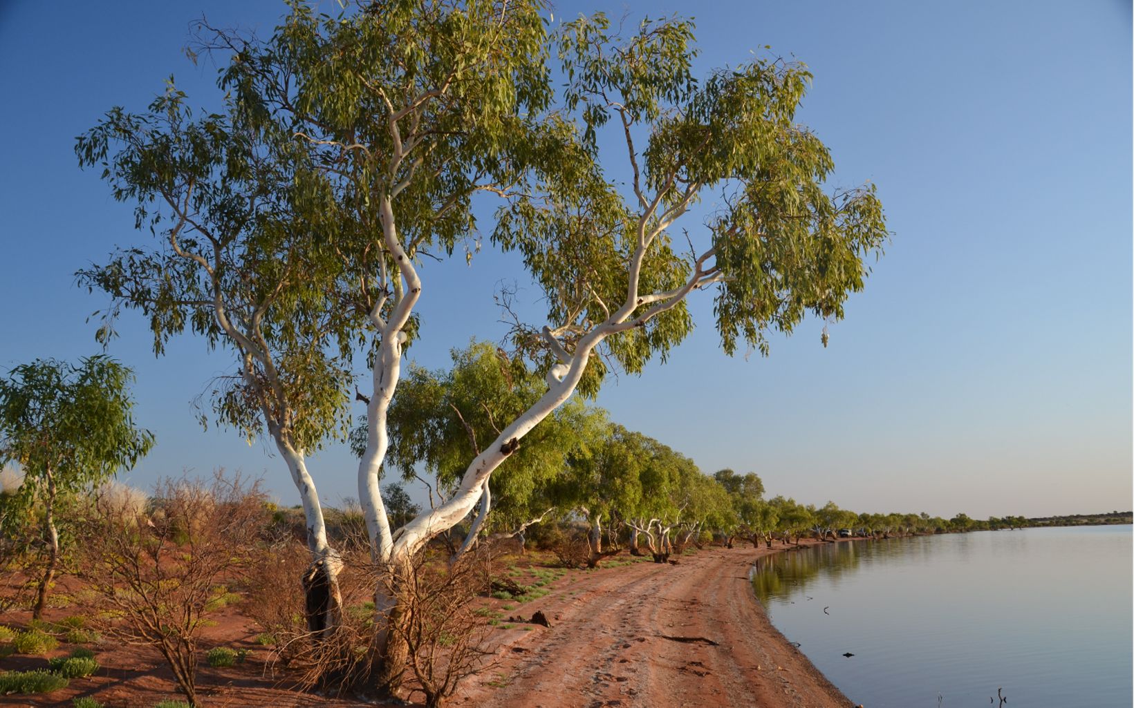 Gumtrees in Martu lands, Western Australia