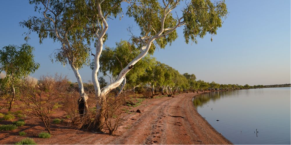 Trees in the red dirt on the edge of the river.