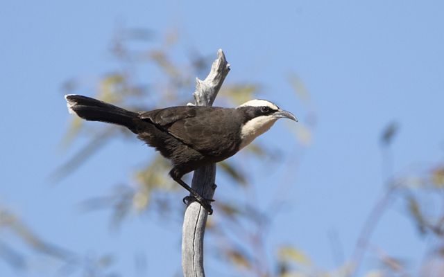 A black and white bird is perched on a tree branch looking ready to take flight.