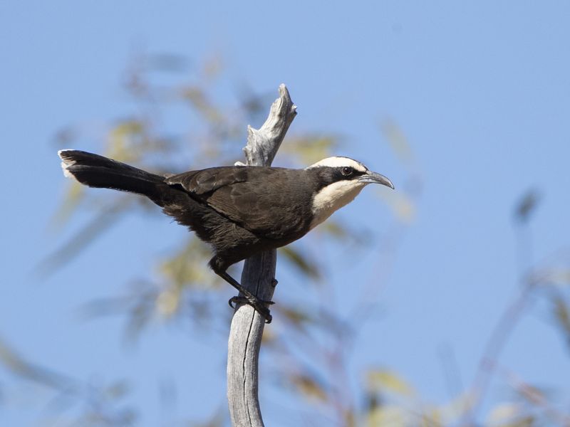 A black and white bird is perched on a tree branch looking ready to take flight.
