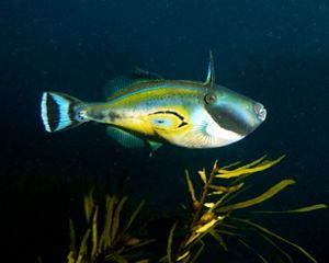 Horseshore Leatherjacket