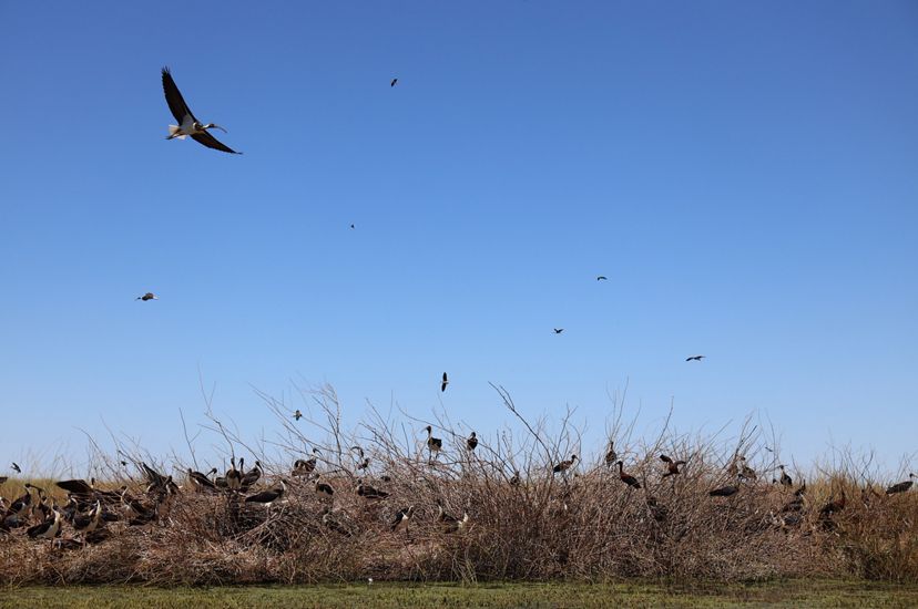 Decenas de ibis de cuello pajizo en vuelo y en tierra en Gayini.