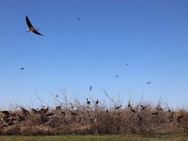 Dozens of straw-necked ibis in flight and on the ground at Gayini.