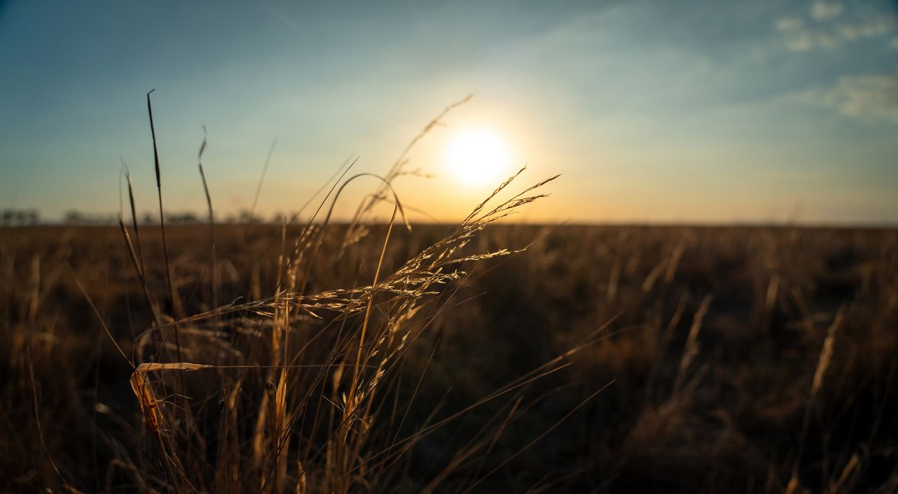 The sun rises behind tall grasses that spread across a vast plain.