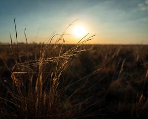 The sun rises behind tall grasses that spread across a vast plain.