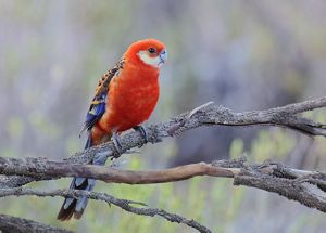 Inland Western Rosella