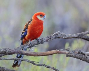 Inland Western Rosella