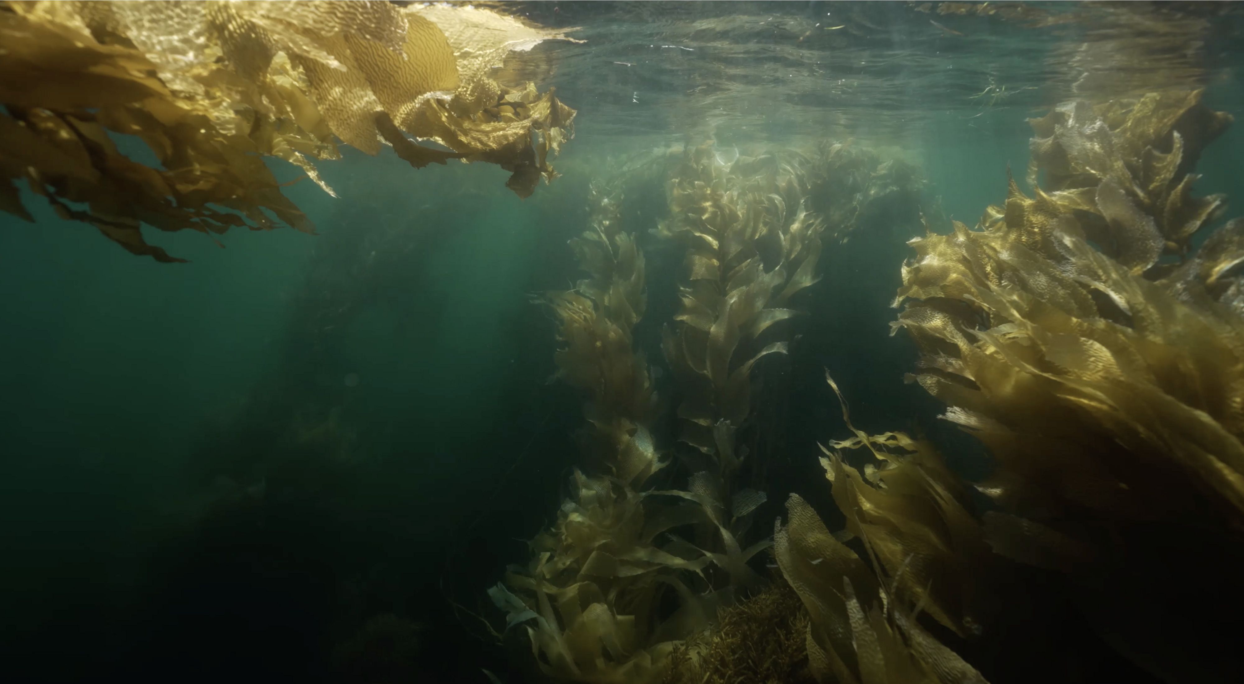 Underwater image of Giant Kelp