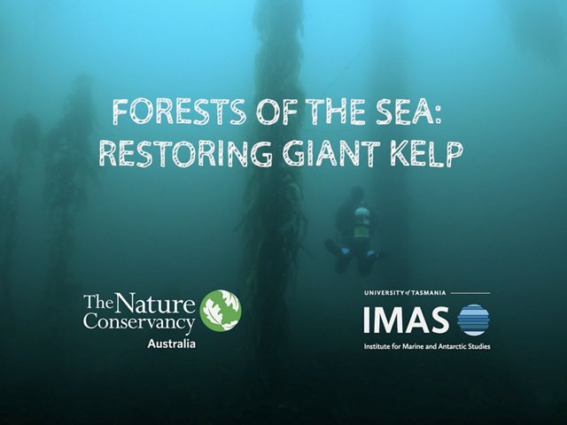 Forests of the Sea - Title