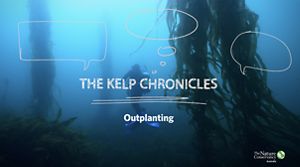 Outplanting documentary title screen