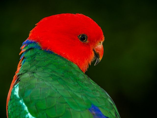King Parrot (male)