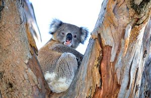 Koala