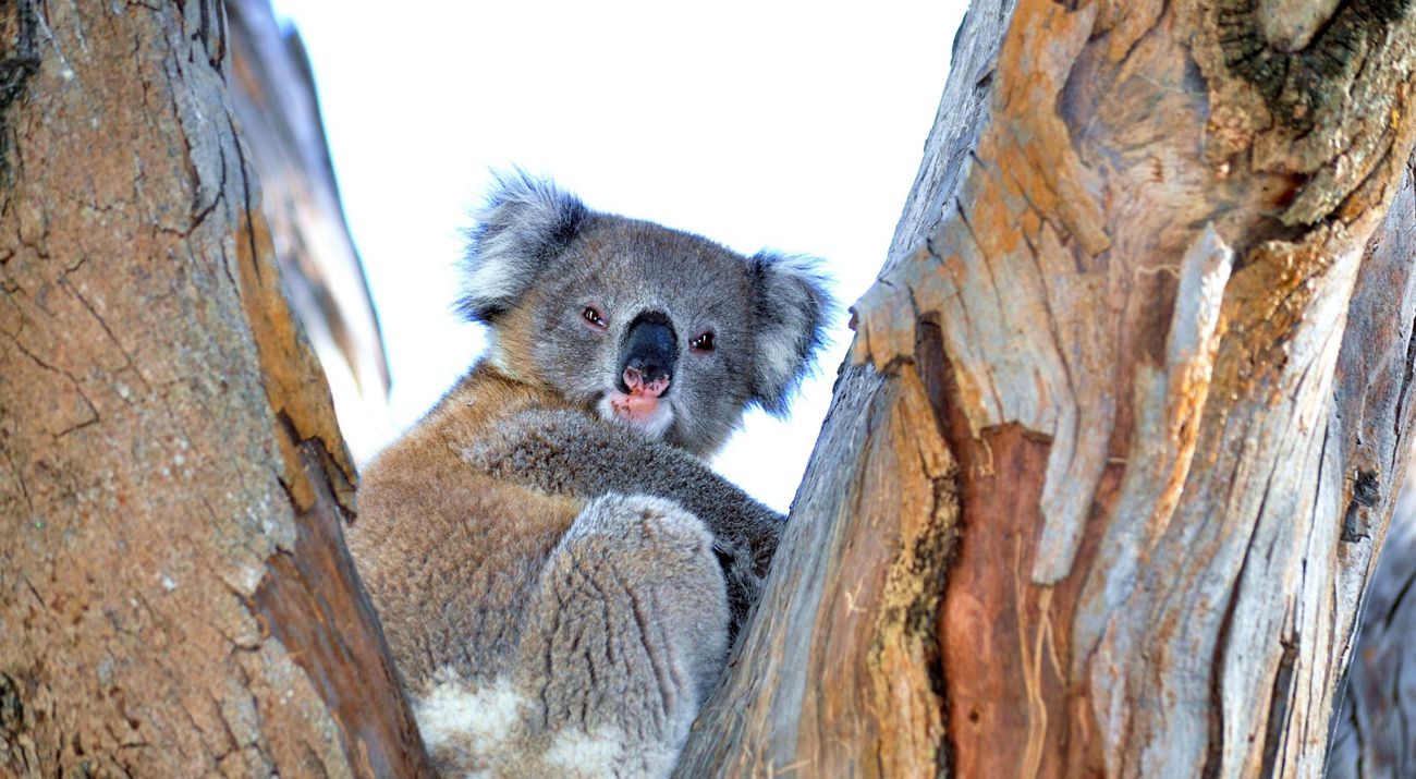 A sleepy Koala in a tree