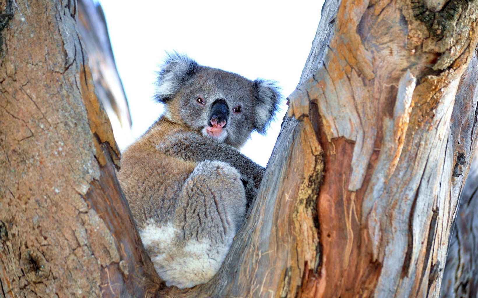 Koala in a gum tree in southern NSW © Sinclair Oldfield