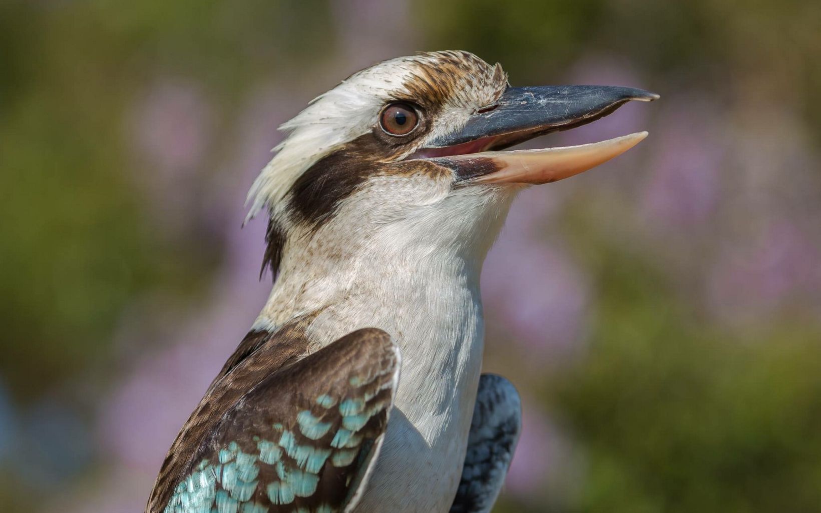 Kookaburras are terrestrial tree kingfishers