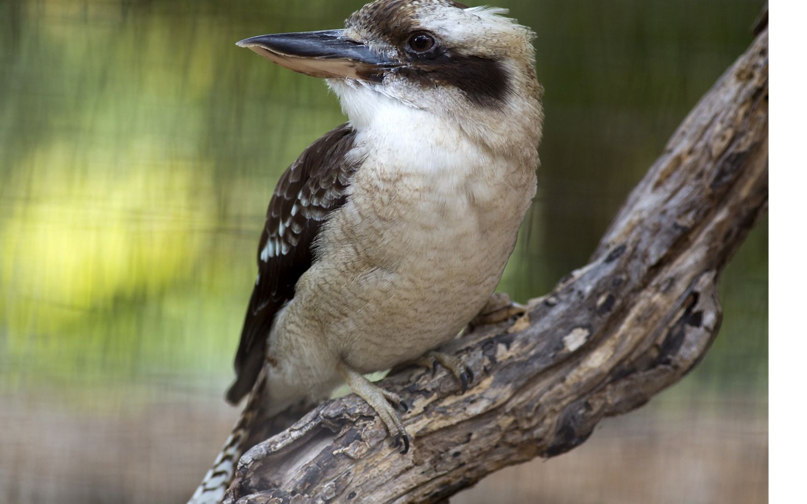 Are Kookaburras Laughing Or Screaming