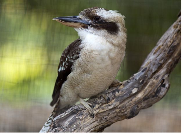 10 Weird And Wonderful Wildlife Of Australia
