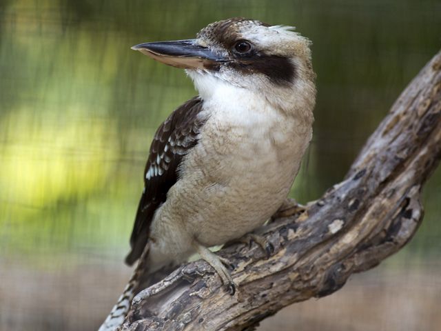 10 weird and wonderful wildlife of Australia