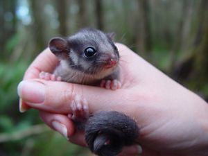 Leadbeater's Possum