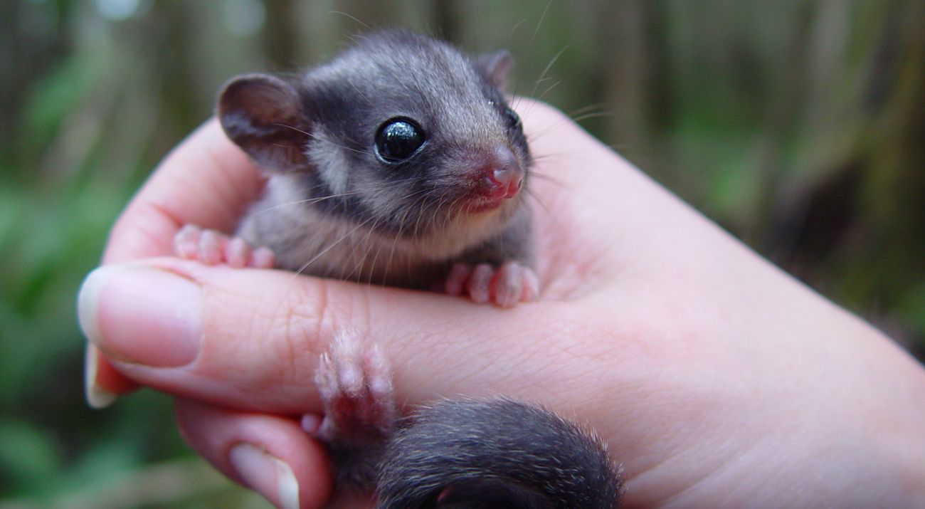 Close-up of possum held in a person's hand.